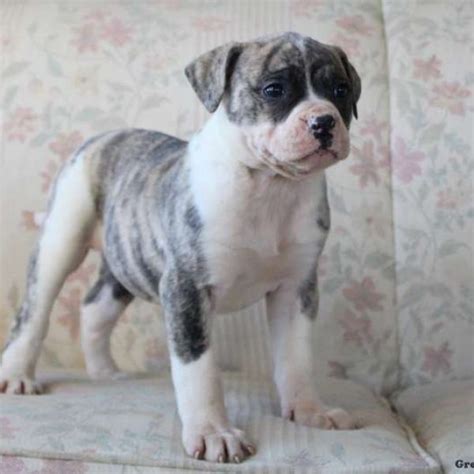  Good Dog helps you find American Bulldog puppies for sale near Michigan