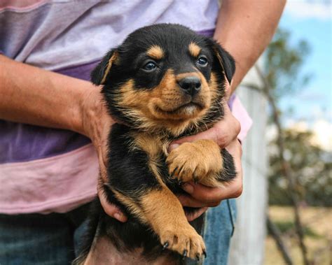  Good Dog helps you find Australian Kelpie puppies for sale near Texas
