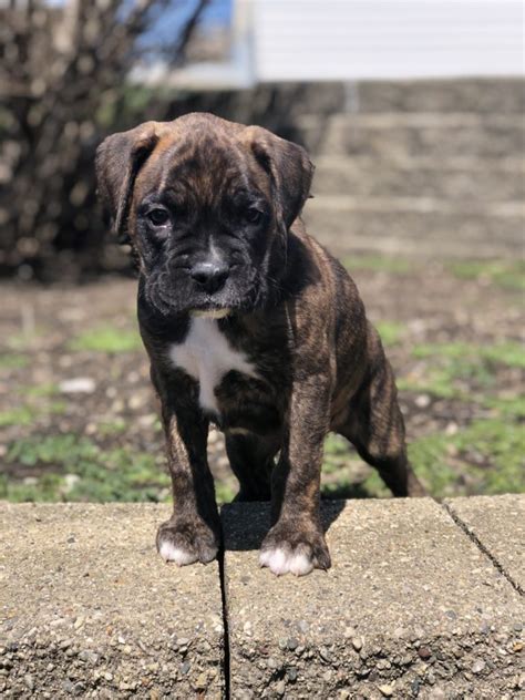  Good Dog helps you find Boxer puppies for sale near Massachusetts