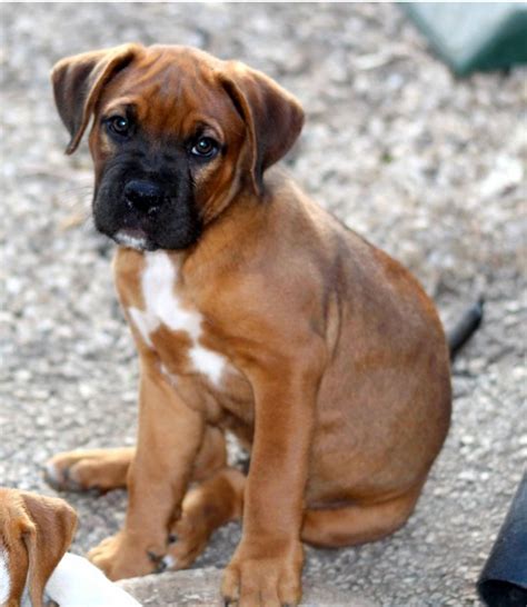  Good Dog helps you find Boxer puppies for sale near New Mexico