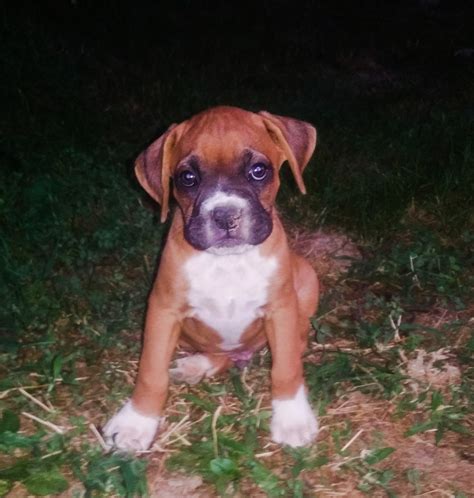  Good Dog helps you find Boxer puppies for sale near Tennessee