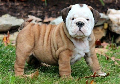  Good Dog helps you find Bulldog puppies for sale near Michigan