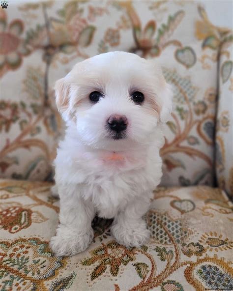  Good Dog helps you find Coton de Tulear puppies for sale near Tennessee