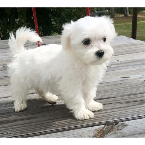  Good Dog helps you find Maltese puppies for sale near Montana