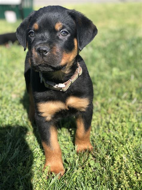  Good Dog helps you find Rottweiler puppies for sale near North Carolina