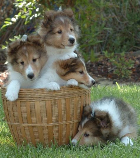  Good Dog helps you find Shetland Sheepdog puppies for sale near Kentucky