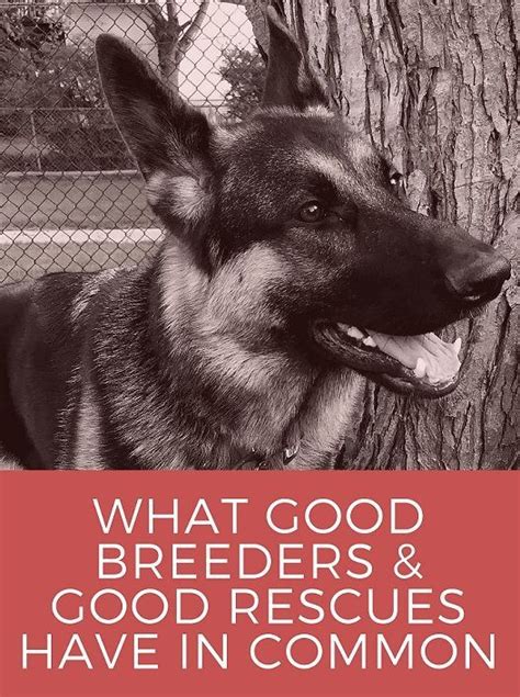  Good breeders will have nothing to hide and should be more than happy to answer any of your questions