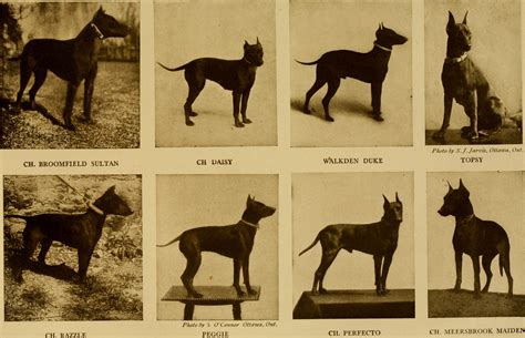  Good knowledge of history in dogs