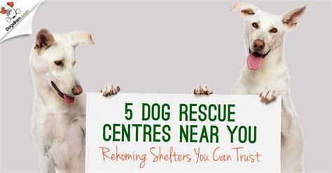  Good rescue centres should let you know of any health and behaviour problems