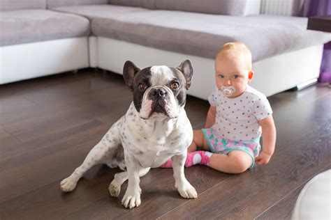  Good with children: French Bulldogs are good with children and other pets