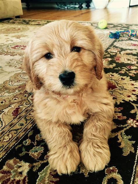  Gorgeous 8 week old Golden Doodle Puppies