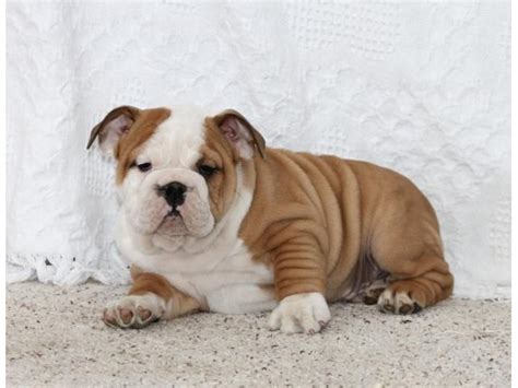  Gorgeous English bulldog Puppies Available Mikedenzel