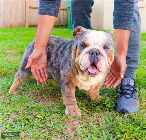  Gorgeous female English Bulldog! Ready to go!! This litter carries blue, tri and Merle! Rolls, wrinkles, nose rope, and puppy breath! Call or text XXXX to reserve this gorgeous girl! Statewide shipping in Florida! Nation … more