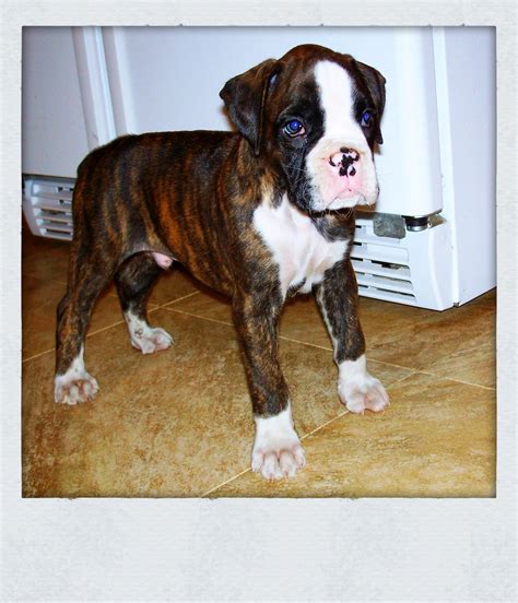  Gorgeous pure blooded brindle boxer pups! A Boxer usually stands inches tall and weighs pounds