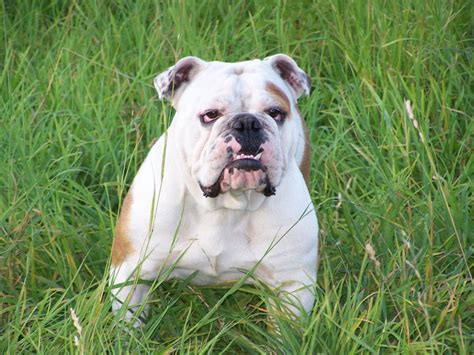  Graceland Kennels, Specializes in English Bulldogs! Posted Breed: Olde English Bulldogge