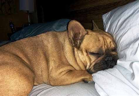  Gradually increase the duration as your french bulldog dog gets comfortable