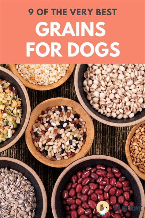  Grains Processed dog food and treats are usually full of grains and other carbohydrates