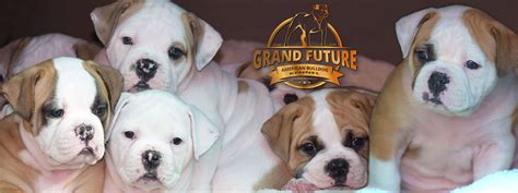  Grand Future American Bulldog Kennel is the home of quality and super healthy bulldog puppies