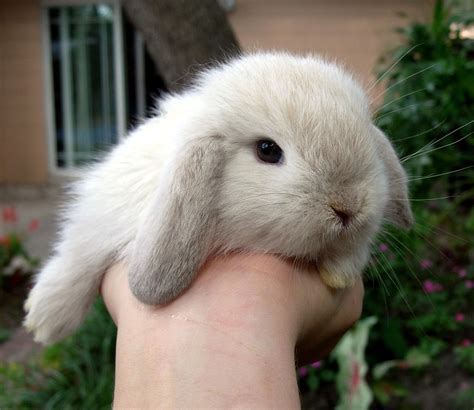  Grand Junction Holland Lop bunny