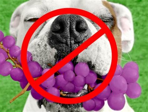  Grapes and Raisins: Grapes and raisins can cause kidney damage in dogs
