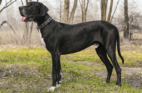  Great Danes and other larger breeds should ideally have reached about half males can reach up to 55! Just like with most other breeds of dogs, an English bulldog is considered to be fully grown around one year old