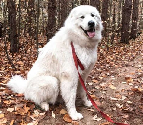  Great Pyr mix feels better