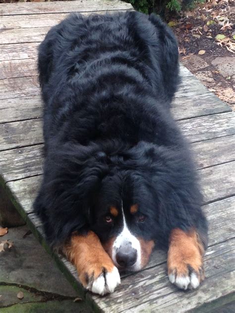  Great coat, love the fact that he looks like a Bernese, and love his short haired face