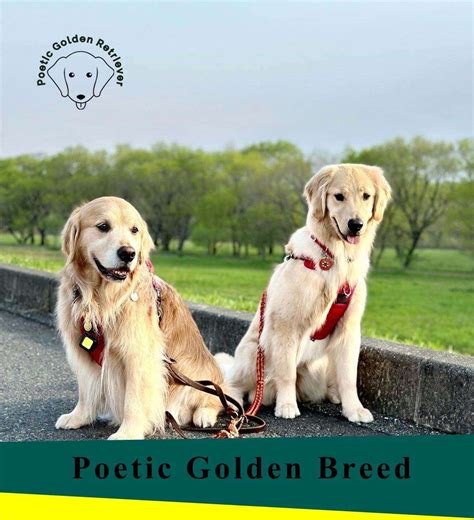  Great discipline and a gentle spirit make the Golden Retriever a perfect retrieval breed since the goal of this task is to bring the trophy back as undamaged as possible