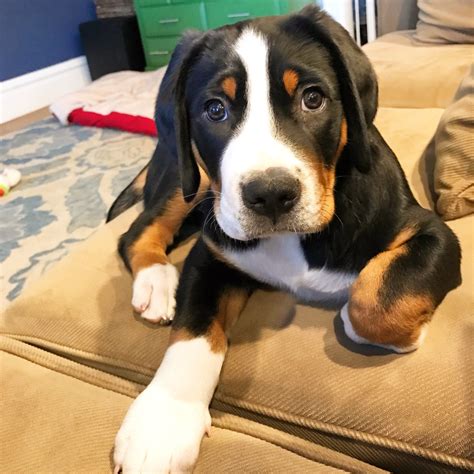  Greater Swiss Mountain Dog Puppies