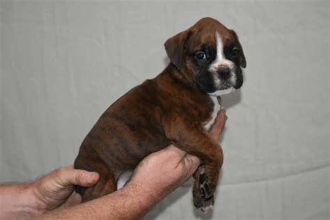  Greet our Boxer puppies available in Georgia, GA