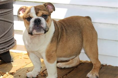  Greetings from Bruiser Bulldogs and The Wysongs We are a family absolutely in love with the Bulldog breed and are dedicated to breeding genetically healthy English Bulldog puppies