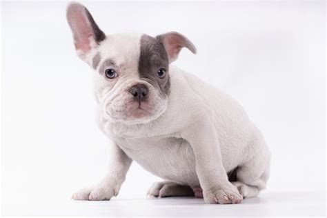  Grey French Bulldogs have always been a part of the mix