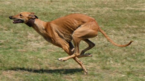 Greyhounds are lightning-fast dogs