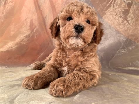  Griffin Sold Cockapoo Male lbs