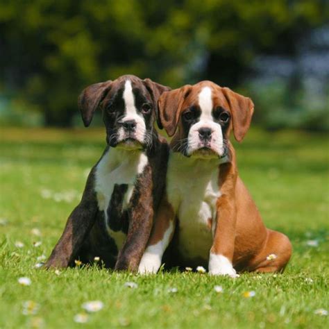  Grooming Boxers are fairly low maintenance when it comes to grooming