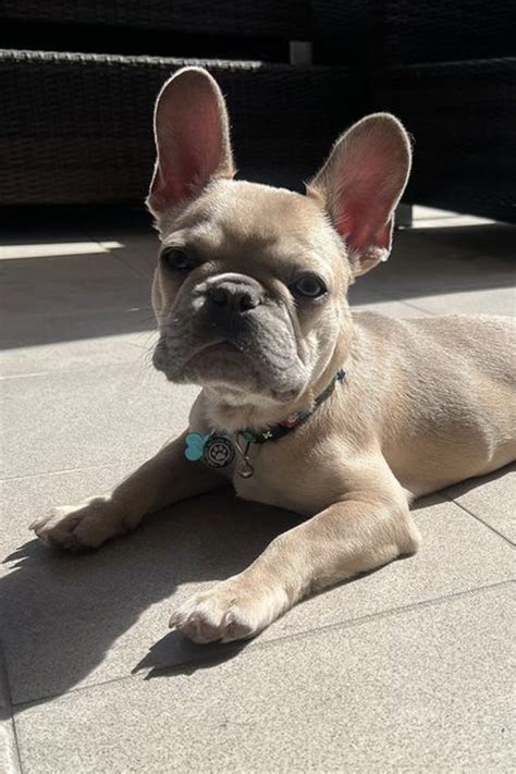  Grooming Is Essential Despite their short coats, Micro French Bulldogs require regular grooming to keep their coats healthy and free of tangles