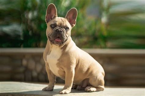  Grooming Requirements French Bulldogs are relatively low-maintenance in terms of grooming needs