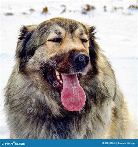  Grooming Your German Shepherd Great Pyrenees Hybrid Your hybrid can possess a thick coat, and if it does, you will have to regularly check their ears because the fur may block air flow in that area