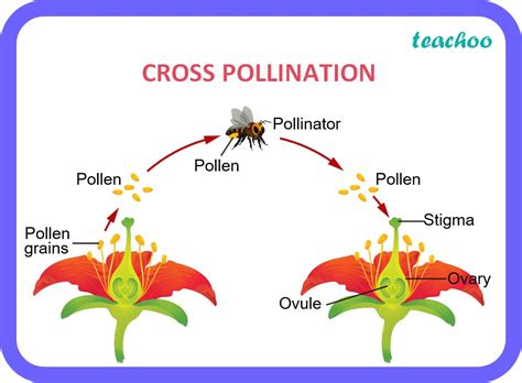  Growers should be aware that the genetics of the plants will change from one generation to the next when cross-pollination occurs