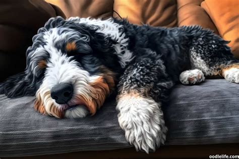  Growing pains are a no concern and do not affect the later health life of your Bernedoodle but it is a painful condition and can interrupt the growing experiences of the puppy