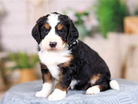  Growing pains usually occur during growth and affect Bernedoodle puppies up to 2 years of age