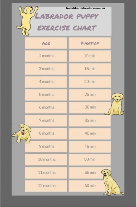  Growing puppies should always be kept at a lean weight in order to reduce strain on their growing joints and not create future health issues such as diabetes