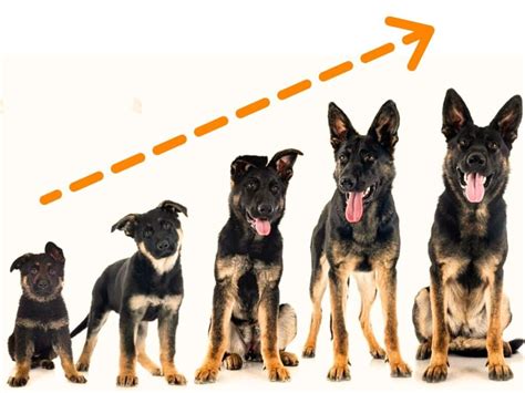  Growth Distinctions of Different German Shepherds
