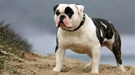  Guardian Instinct: Due to their protective nature, American Bulldogs can be good guard dogs