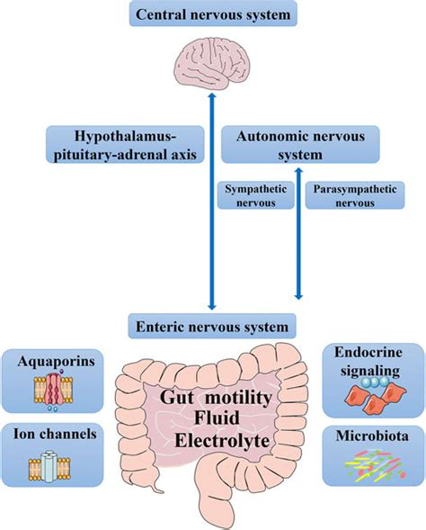 Gut motility and secretions are also regulated by the ECS, which is why CBD can be effective in treating any digestion problem, including diarrhea and vomiting