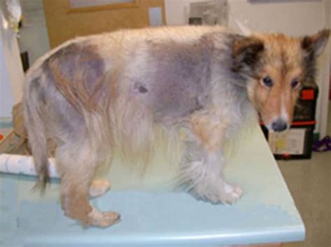  Hair loss is also prevalent among dogs with Cushing
