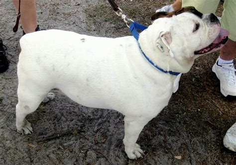  Half American half English bulldog texas, fort worth