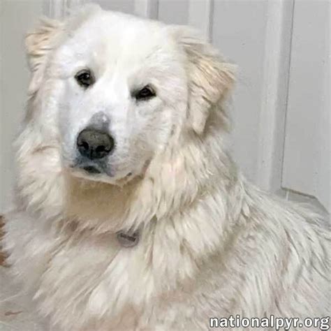  Hand has one very spoiled Great Pyrenees mix dog at home