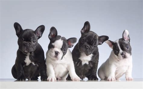  Hand-raised with lots of love and attention! French Bulldogs are undeniably adorable and popular pets, but their popularity often comes with a hefty price tag