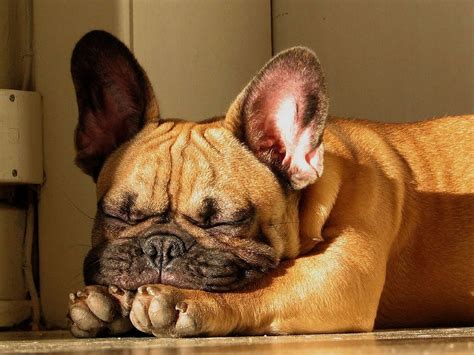  Handy Hint: Ever wondered how long Frenchies sleep for? Read this article about French Bulldog sleeping patterns including a recommend sleeping schedule